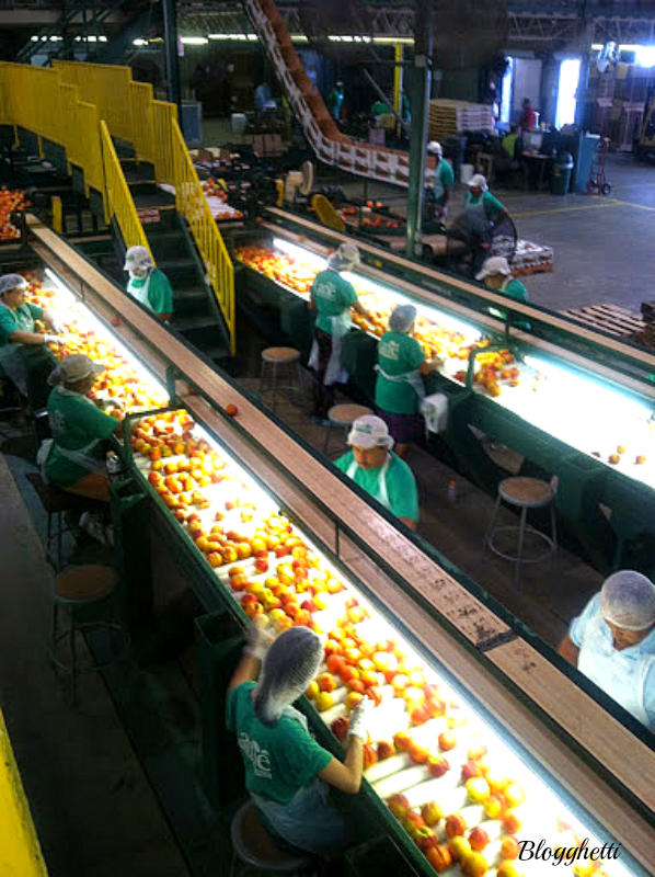 Lane Packing Plant peach inspection line