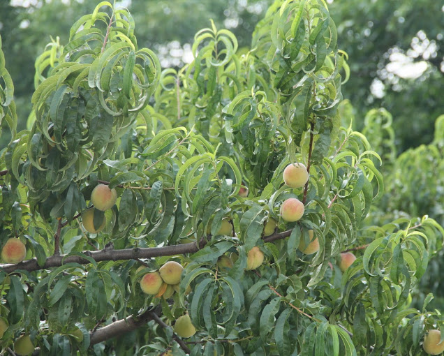 picture of a Georgia Peach Tree