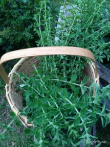 basket of herbs1