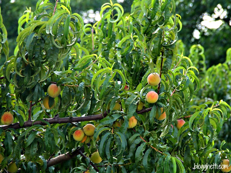 Georgia Peach Tree