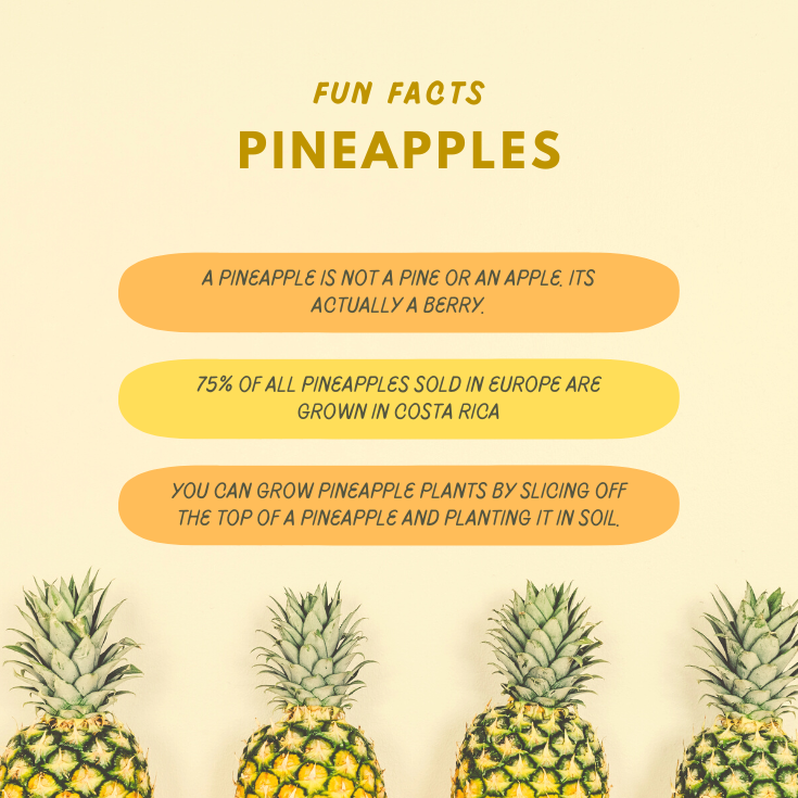Fun Fact Pineapple image