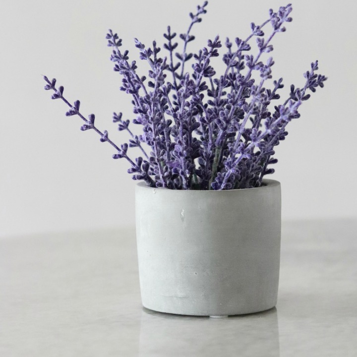 lavender in a vase