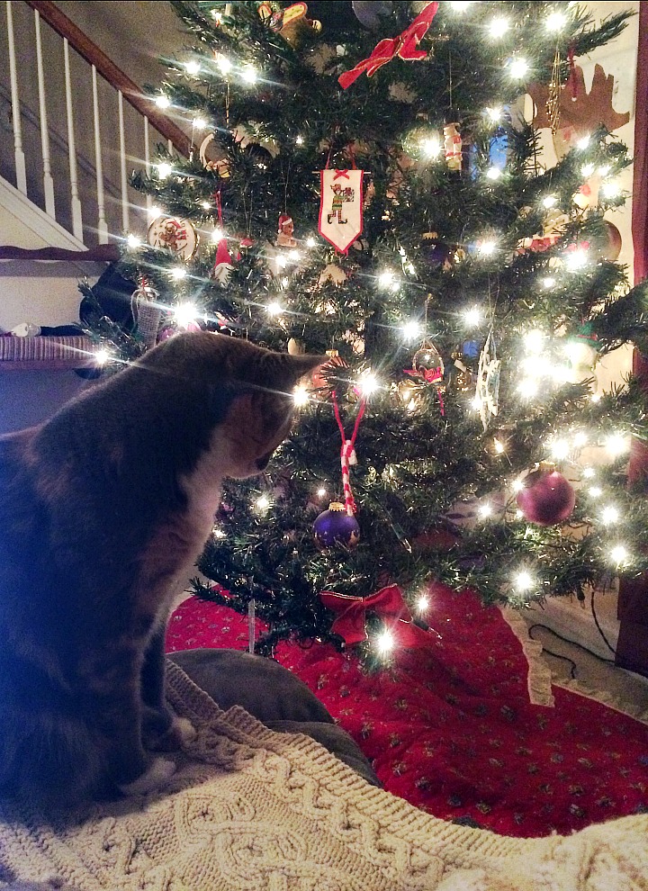 cat and tree