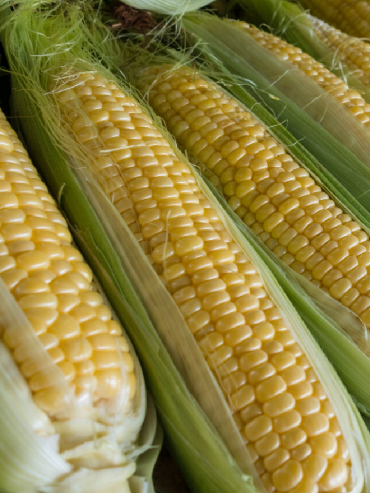 corn on the cob in husks