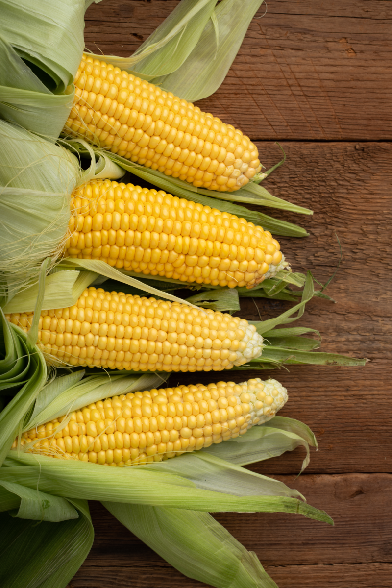 corn on the cob in husks